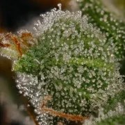Honey Cream (Fast Flowering) – product view 10