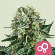 Bubble Kush – product view 1