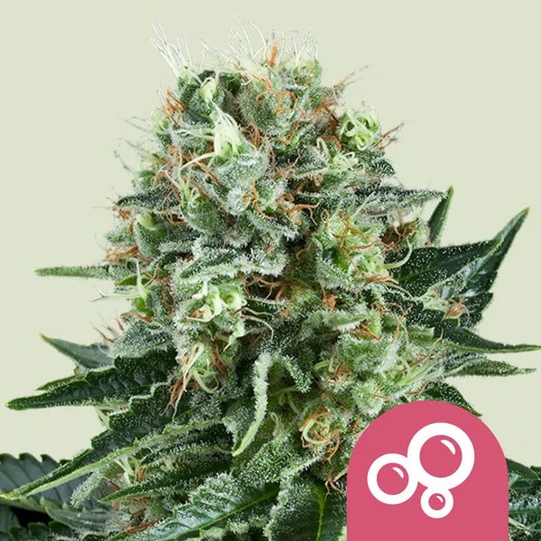 Bubble Kush – product view 1
