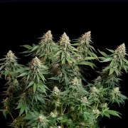 Bubble Kush – product view 3