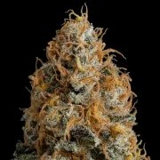 Bubble Kush – product view 4