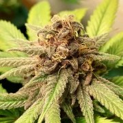 Bubble Kush – product view 5
