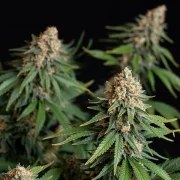 Bubble Kush – product view 6