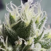 Bubble Kush – product view 7