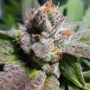 Bubble Kush – product view 8
