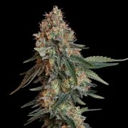 Bubble Kush – product view 9