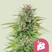 Blue Cheese – product view 1