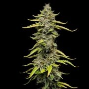 Blue Cheese – product view 2