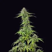 Blue Cheese – product view 3