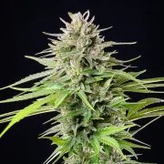 Blue Cheese – product view 4