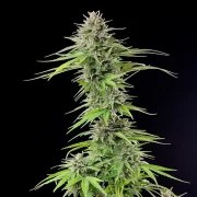 Blue Cheese – product view 5