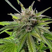 Blue Cheese – product view 6