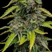 Blue Cheese – product view 7
