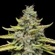 Blue Cheese – product view 8
