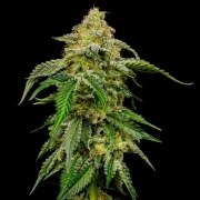 Blue Cheese – product view 9