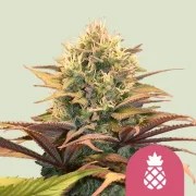 Pineapple Kush – product view 1