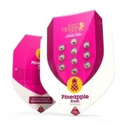 Pineapple Kush – product view 2