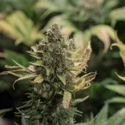 Pineapple Kush – product view 4