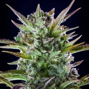 Pineapple Kush – product view 5