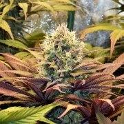 Pineapple Kush – product view 6