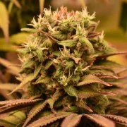 Pineapple Kush – product view 7