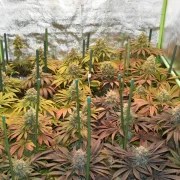 Pineapple Kush – product view 8