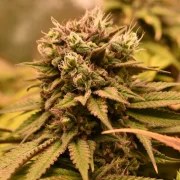Pineapple Kush – product view 9