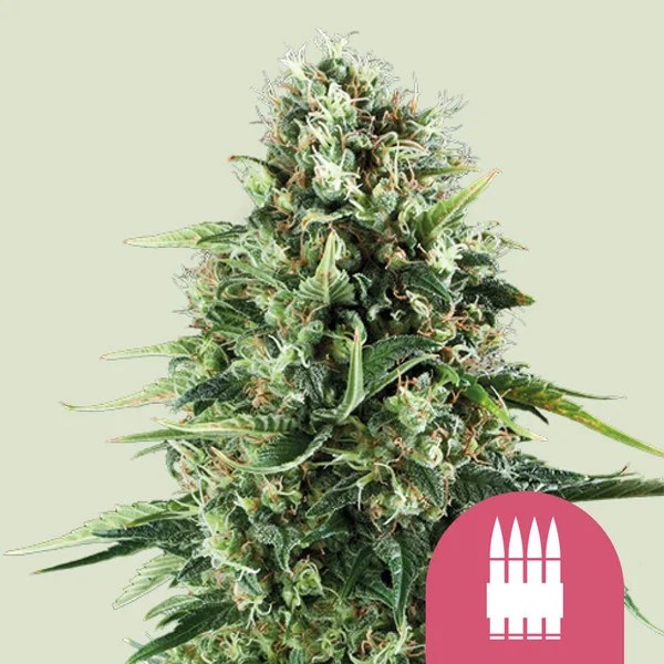 Royal AK – product view 1
