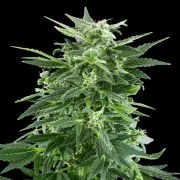 Royal AK – product view 4