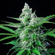 Royal AK – product view 5