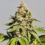 Royal AK – product view 6