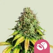 Somango XL – product view 1