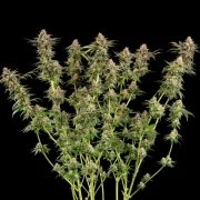 Somango XL – product view 3