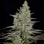 Somango XL – product view 5