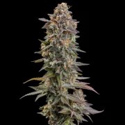 Somango XL – product view 6