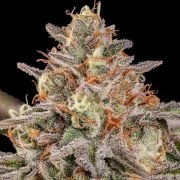 Somango XL – product view 7