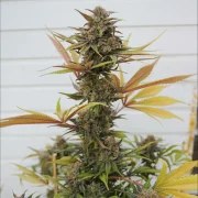 Somango XL – product view 8