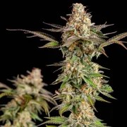 Somango XL – product view 9