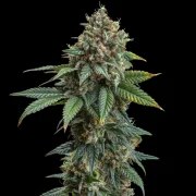 Somango XL – product view 10