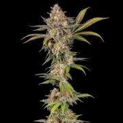 Somango XL – product view 11