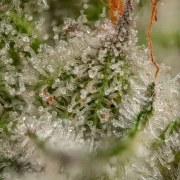 Somango XL – product view 12