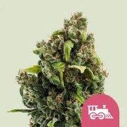 Candy Kush Express (Fast Flowering) – product view 1