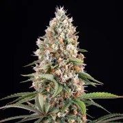 Candy Kush Express (Fast Flowering) – product view 2