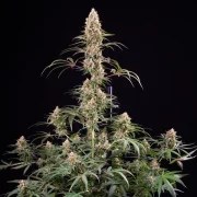 Candy Kush Express (Fast Flowering) – product view 3
