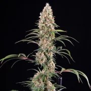 Candy Kush Express (Fast Flowering) – product view 4