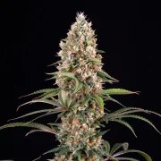 Candy Kush Express (Fast Flowering) – product view 5