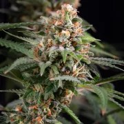 Candy Kush Express (Fast Flowering) – product view 6