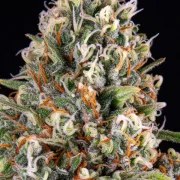 Candy Kush Express (Fast Flowering) – product view 7