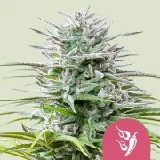 Speedy Chile (Fast Flowering) – product view 1