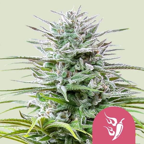 Speedy Chile (Fast Flowering) – product view 1